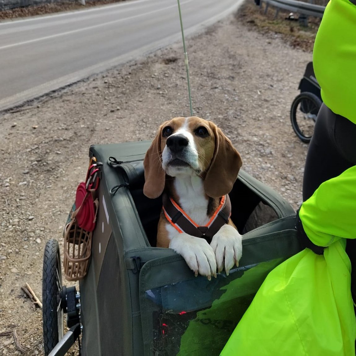 Niedliche Schaukel Hund Spiegel hängendes Auto Innenraum Zubehör